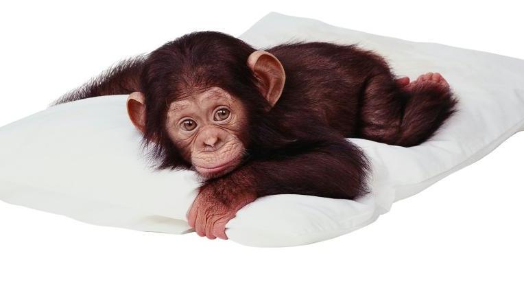 Baby Chimp
